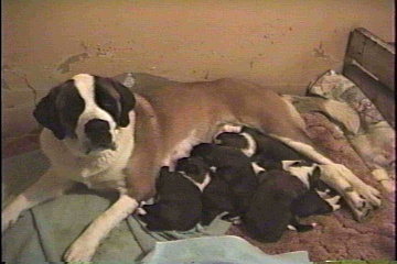 Midge and pups